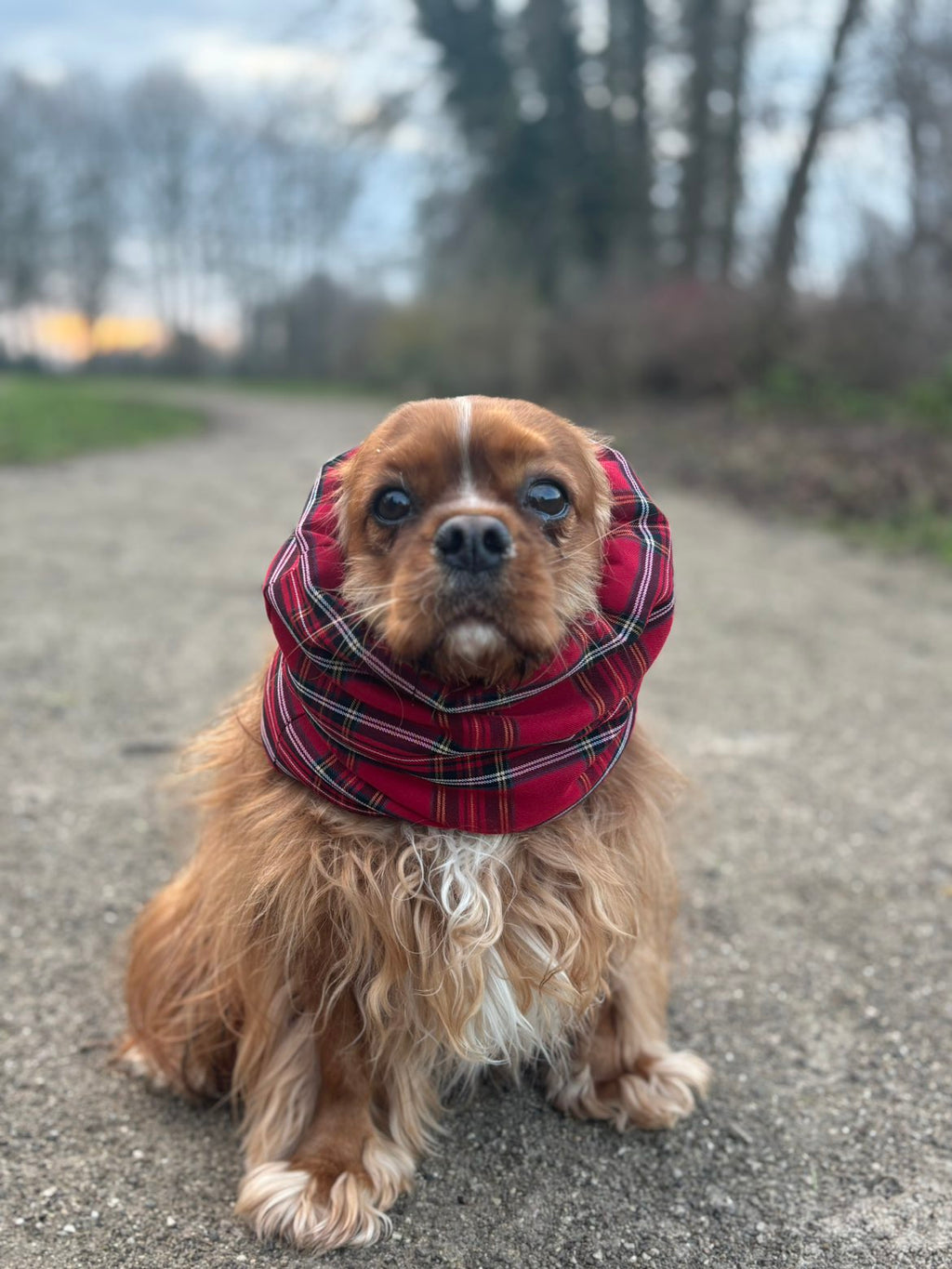 Snood a carreaux rouge