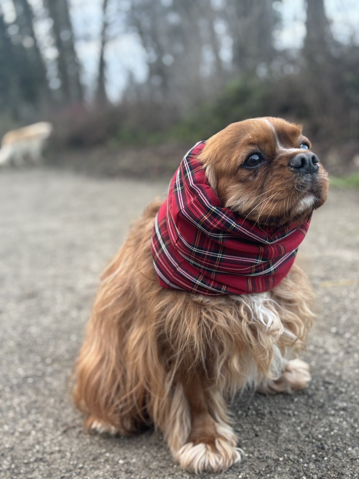 Snood a carreaux rouge