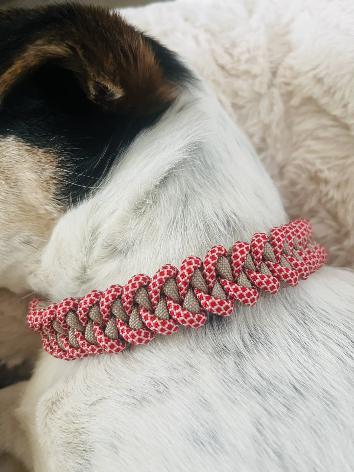 Collier Shark Jawbone